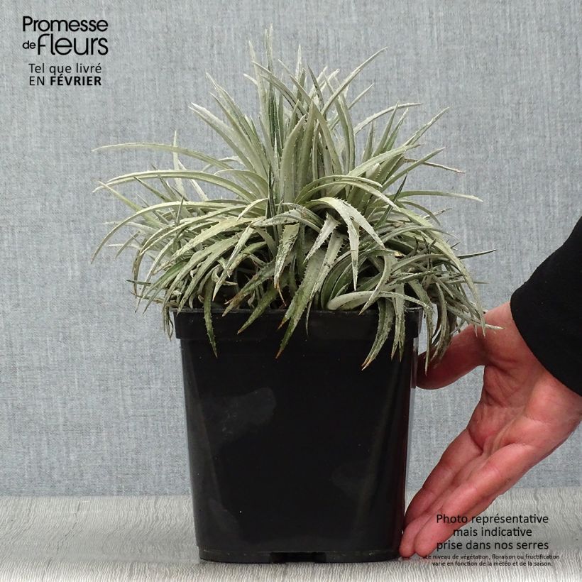 Amostra de Dyckia Pale Rider - Broméliacée Vaso de 2 L/3 L tal como entregue no inverno