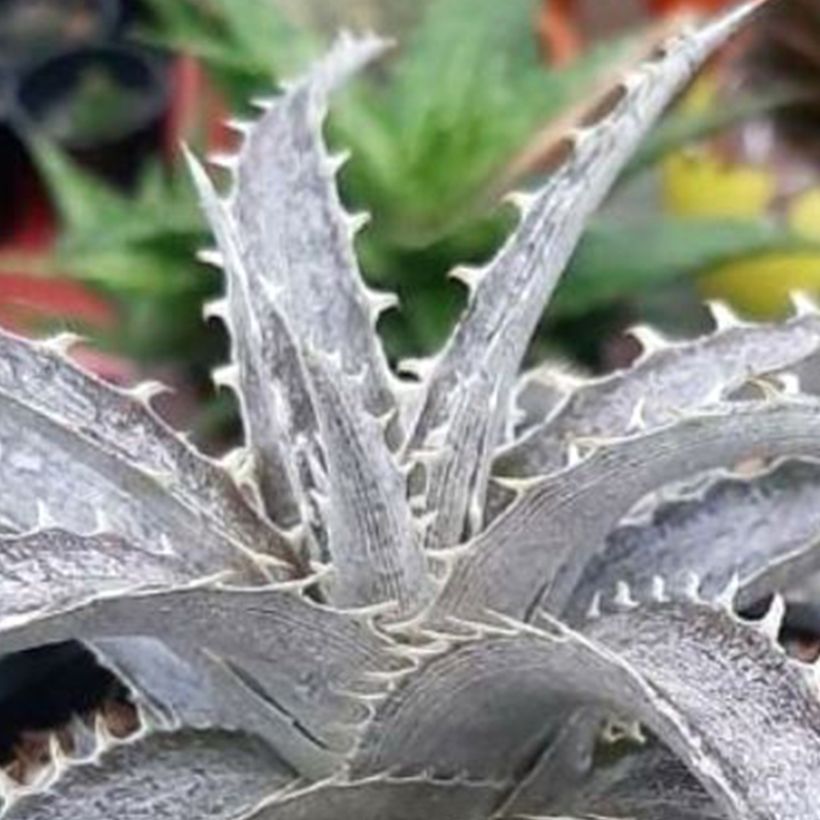 Dyckia Pale Rider (Folhagem)