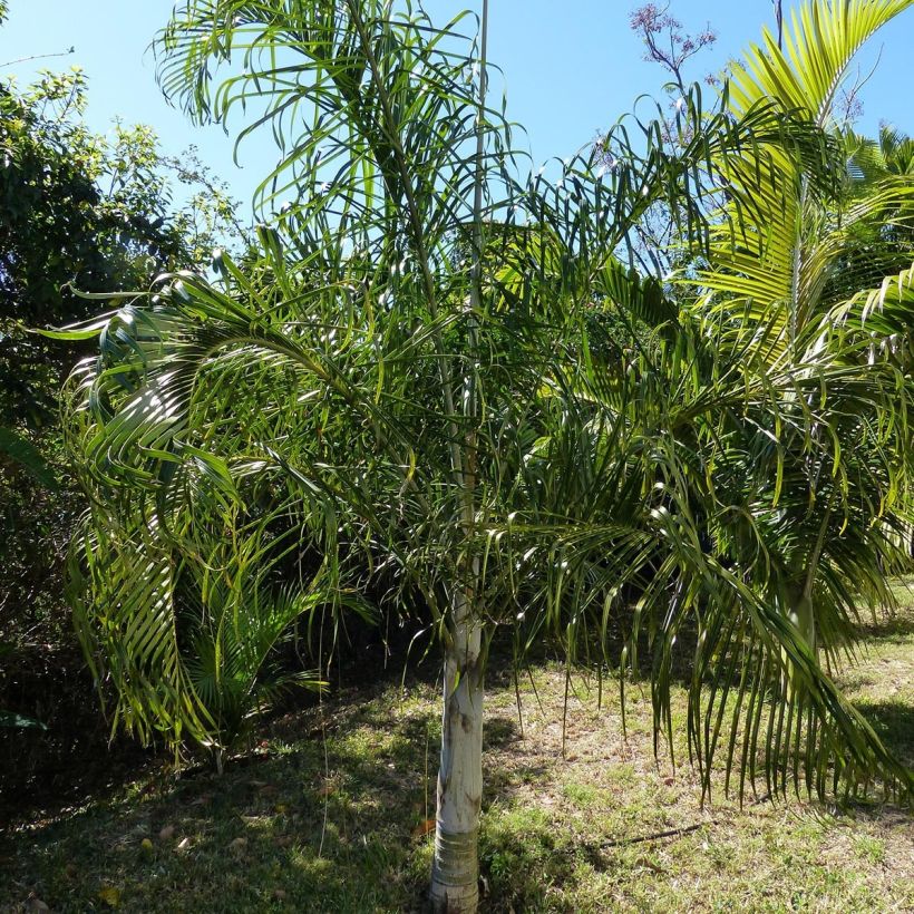 Dypsis plumosa (Hábito)
