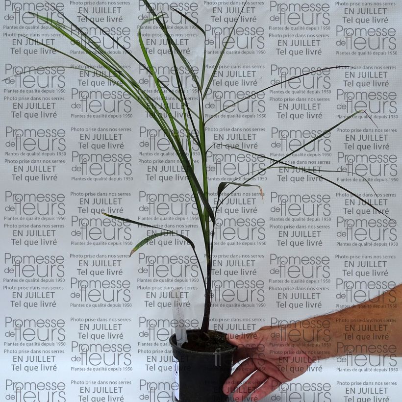 Amostra de Dypsis plumosa Vaso de 12 cm/13 cm tal como entregue no verão