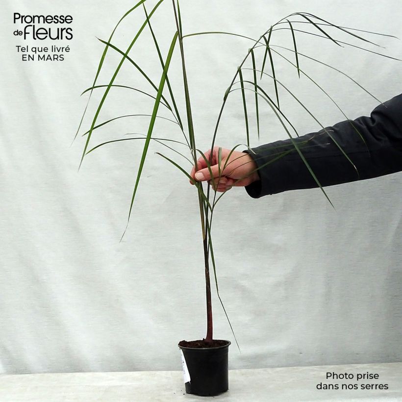 Amostra de Dypsis plumosa - Palmier plumeux Vaso de 12 cm/13 cm tal como entregue na primavera