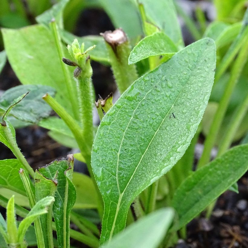 Echinacea Kismet Branco (Folhagem)