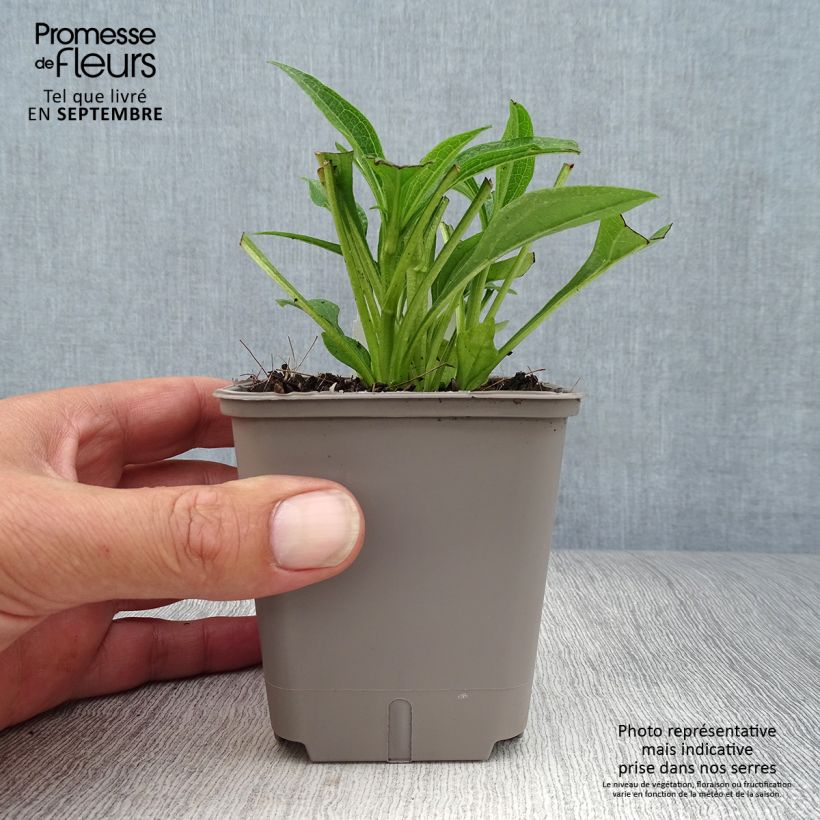 Amostra de Echinacea Kismet Branco Vaso de 8/9 cm tal como entregue no outono