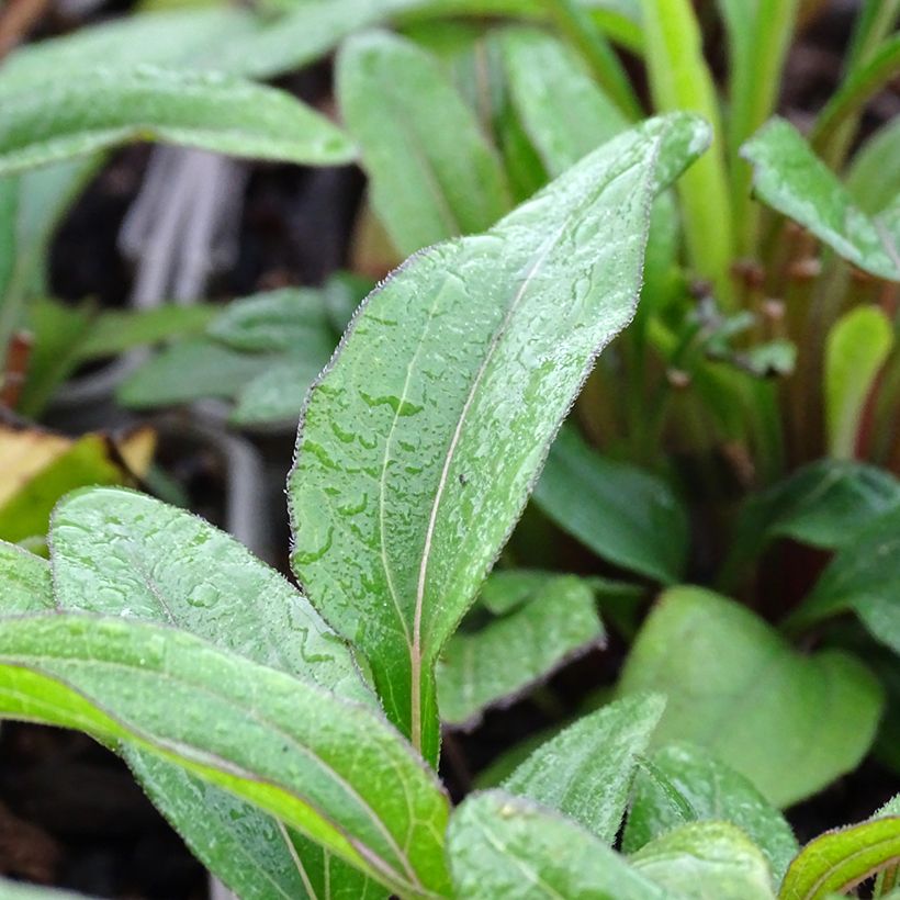 Echinacea Kismet Orange Intense (Folhagem)