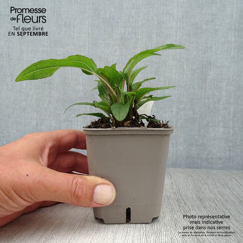 Amostra de Echinacea Kismet Orange Intense Vaso de 8/9 cm tal como entregue no outono