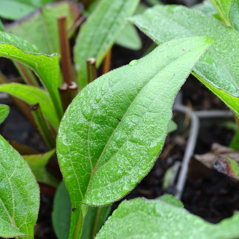 Echinacea Kismet Raspberry (Folhagem)