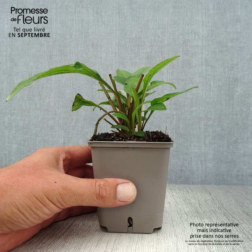Amostra de Echinacea Kismet Raspberry - Echinacée Godet de 8/9 cm tal como entregue no outono