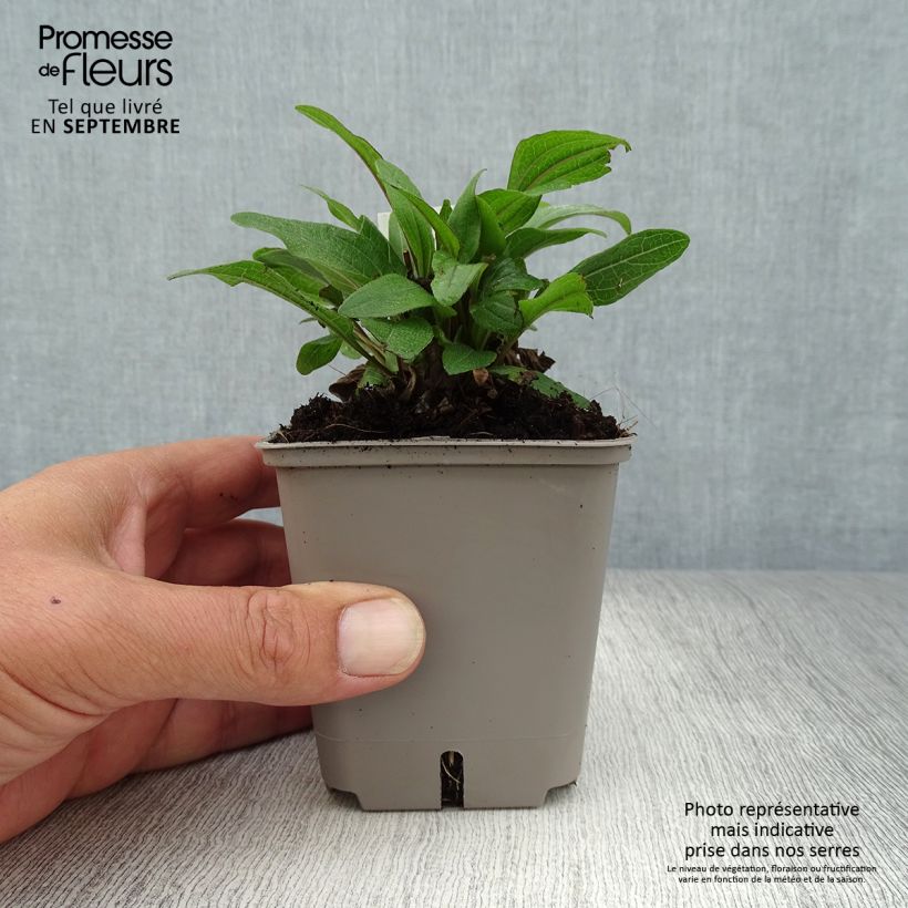 Amostra de Echinacea Kismet Rouge (Red) - Echinacée Godet de 8/9 cm tal como entregue no outono