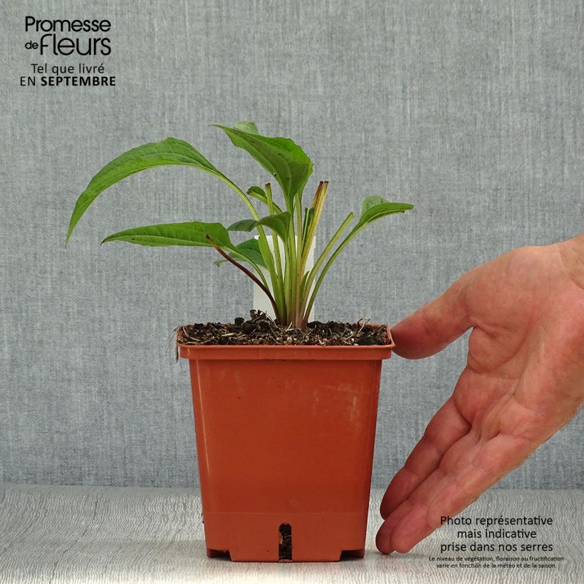 Amostra de Echinacea purpurea Summer Cocktail Vaso de 1 L/1,5 L tal como entregue no outono