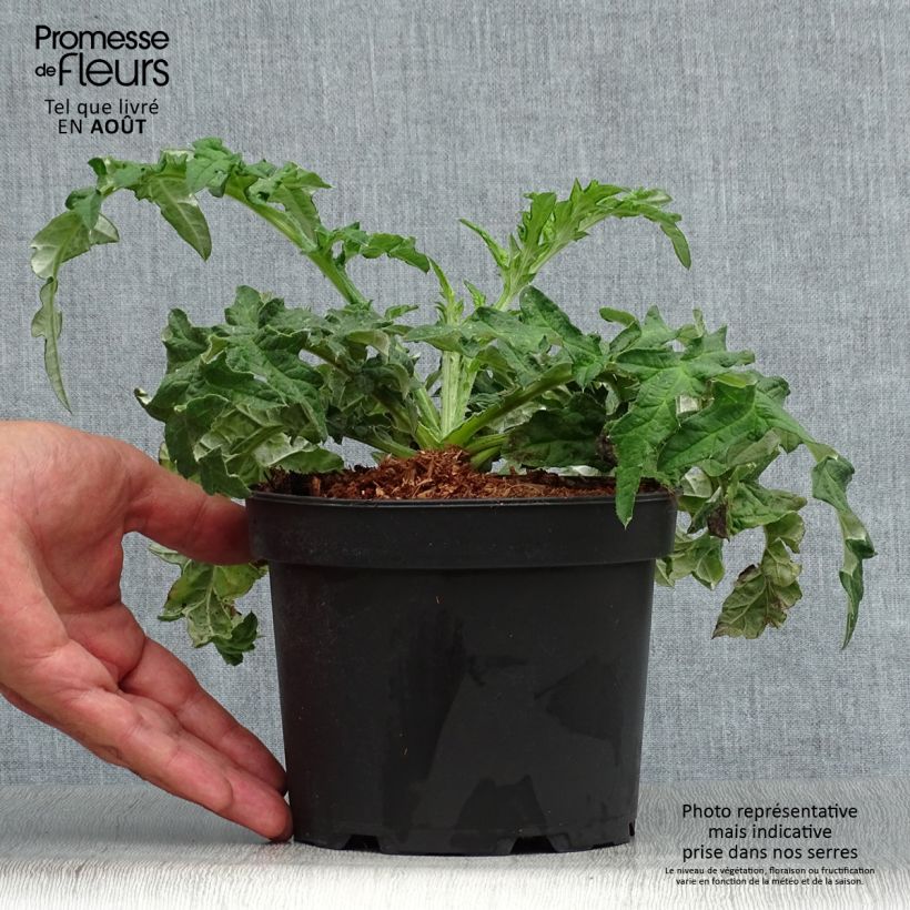 Amostra de Cardo-azul Taplow Blue - Echinops bannaticus Vaso de 2 L/3 L tal como entregue no verão