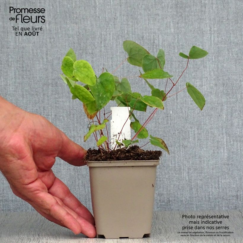 Amostra de Epimedium acuminatum Vaso de 8/9 cm tal como entregue no verão
