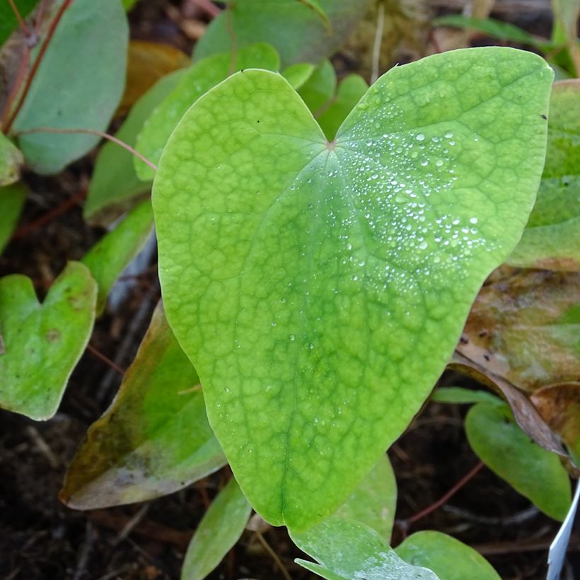 Epimedium acuminatum (Folhagem)