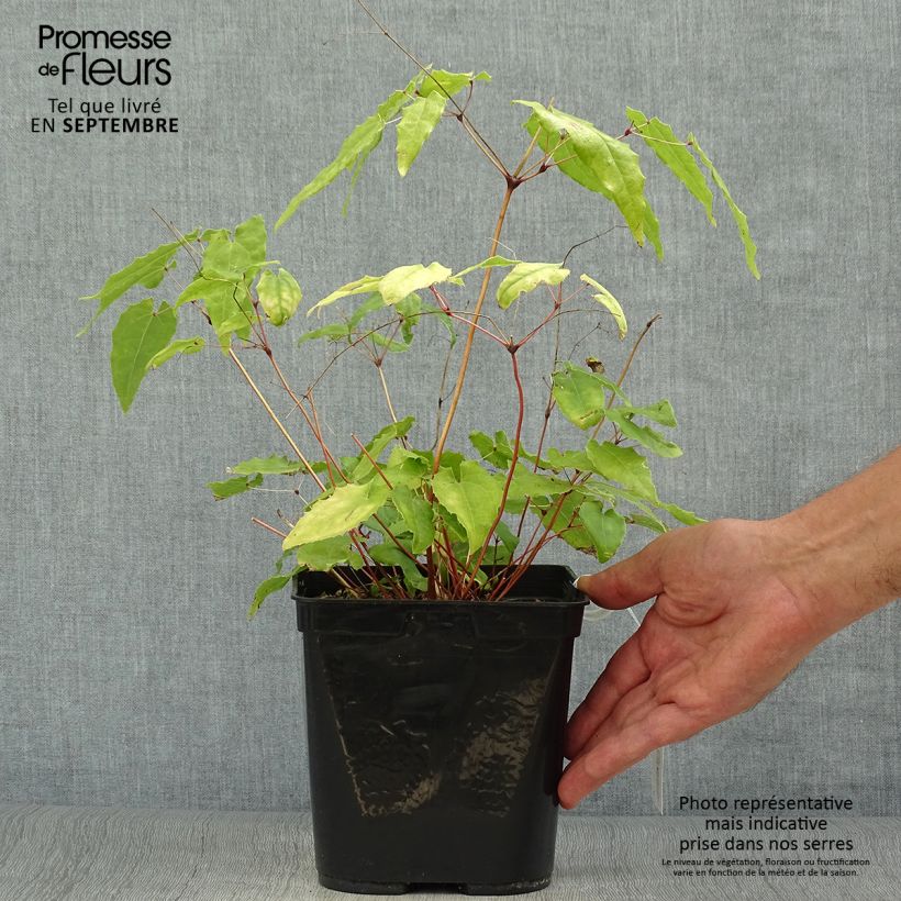 Amostra de Epimedium Amber Queen Vaso de 3 L/4 L tal como entregue no outono