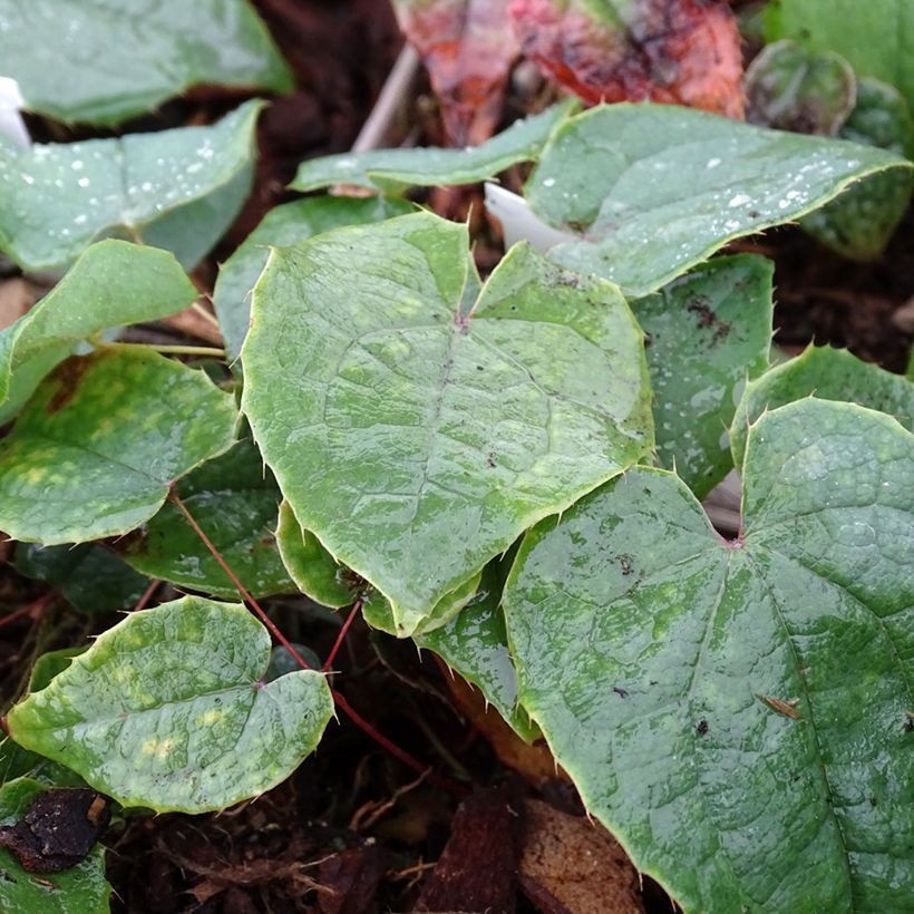 Epimedium brachyrrhizum (Folhagem)