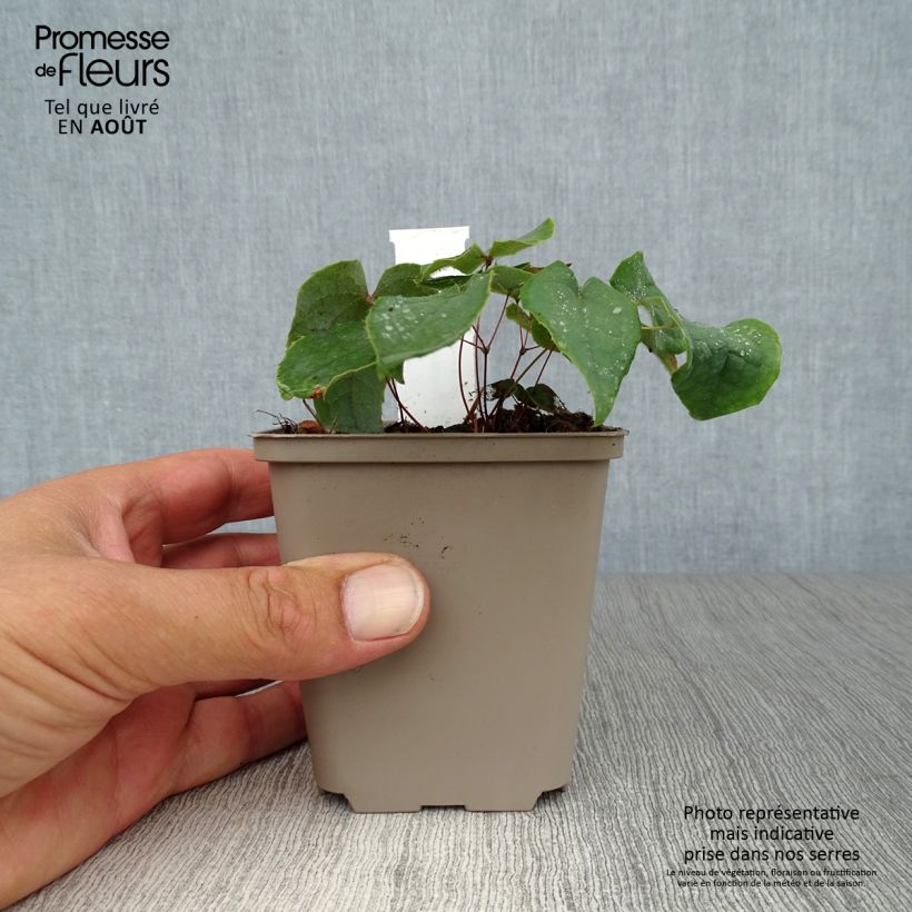 Amostra de Epimedium brachyrrhizum Vaso de 8/9 cm tal como entregue no verão