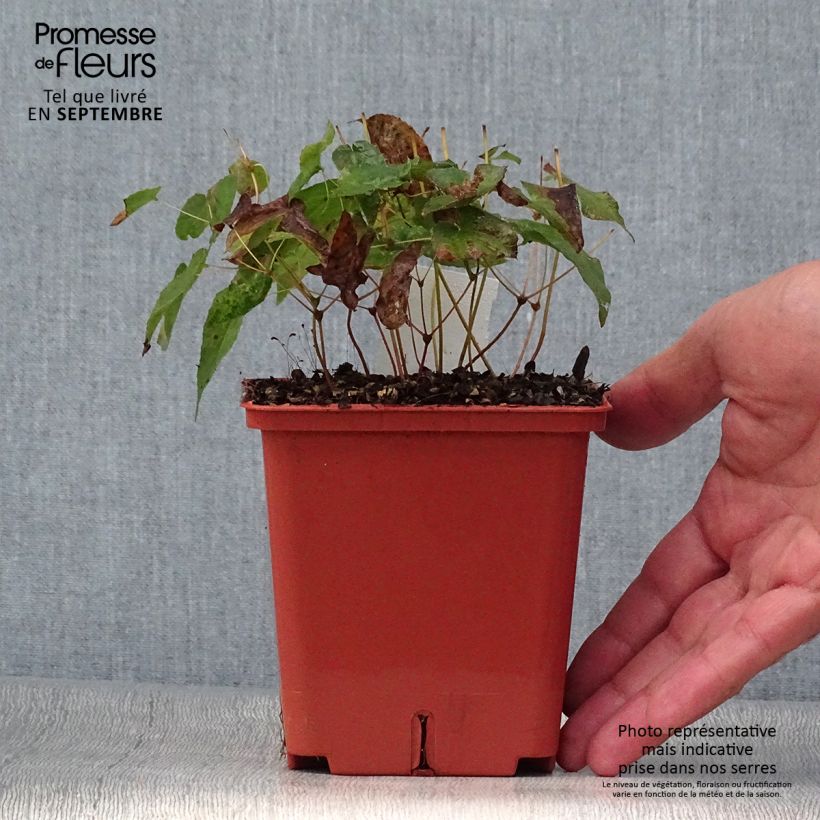 Amostra de Epimedium rubrum Galadriel Vaso de 1 L/1,5 L tal como entregue no outono