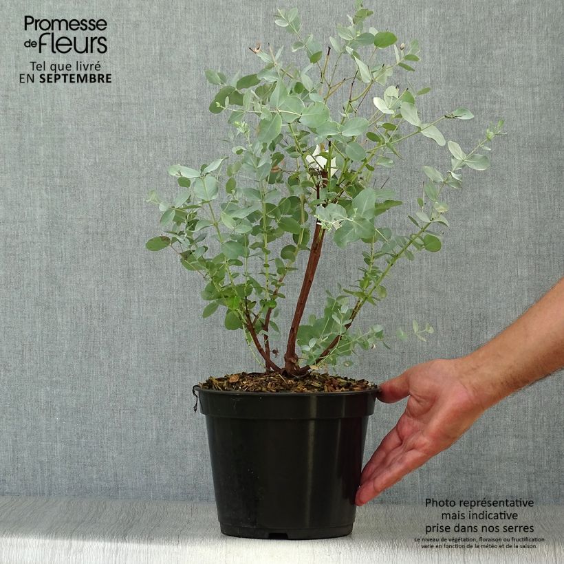 Amostra de Eucalyptus archeri - Gommier alpin, Eucalyptus d'Archer Pot de 4L/5L tal como entregue no outono
