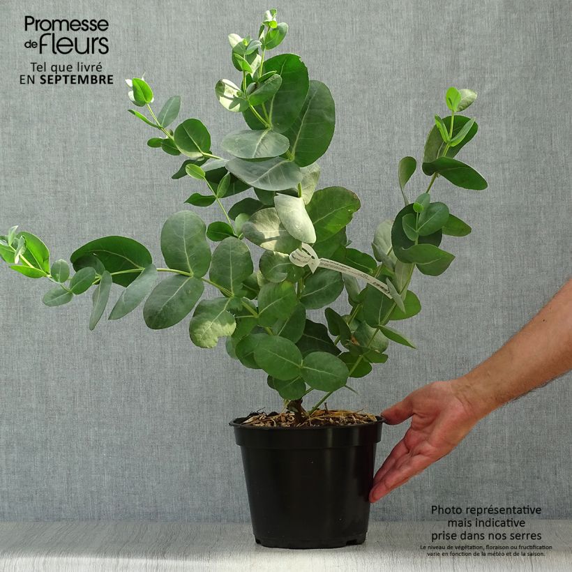 Amostra de Eucalyptus neglecta Vaso de 4 L/5 L tal como entregue no outono