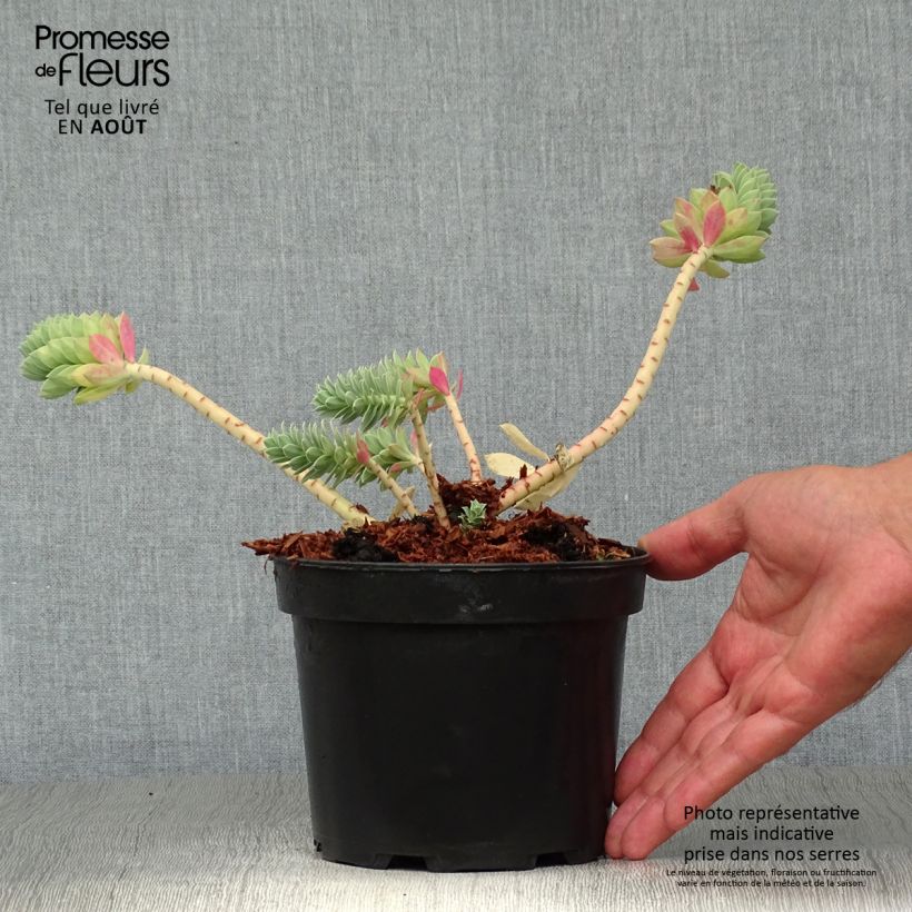 Amostra de Euphorbia myrsinites Vaso de 2 L/3 L tal como entregue no verão