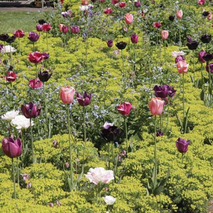 Euphorbia cyparissias Cyperus cyparissias (Hábito)