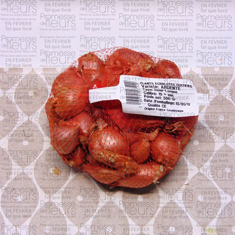 Exemplo de amostra de Echalote Ardente Peça size 35/+ mm tal como entregue