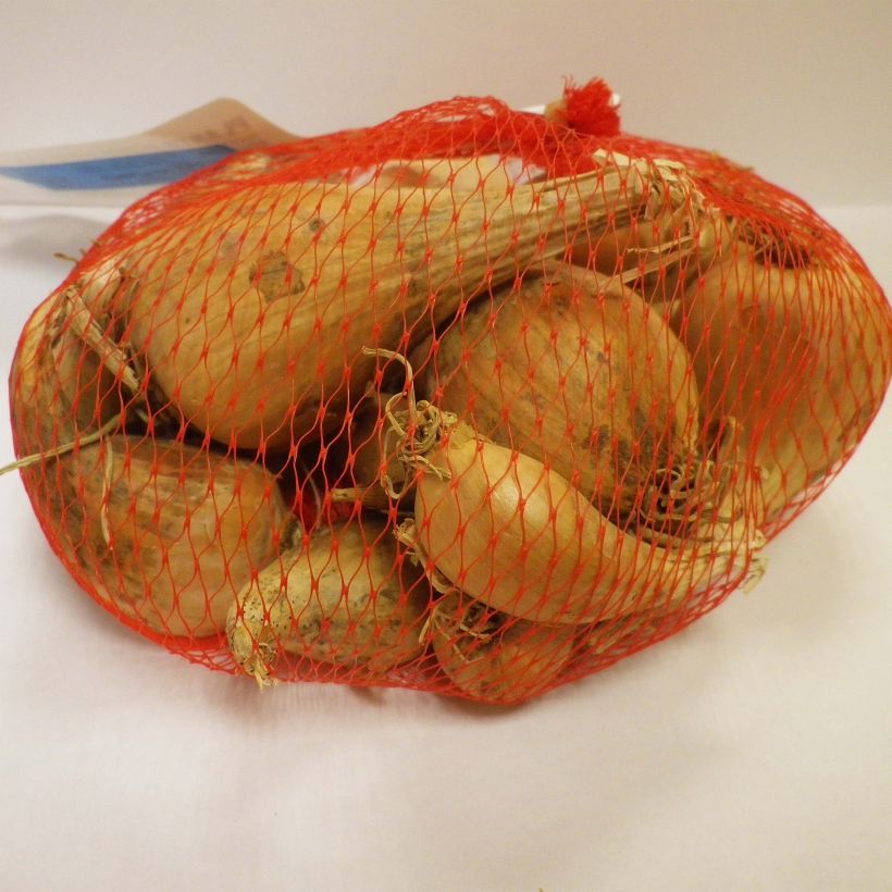 Exemplo de amostra de Echalote Griselle en plants (plantation d'automne) Pièce Kaliber/Größe 15/35 mm tal como entregue