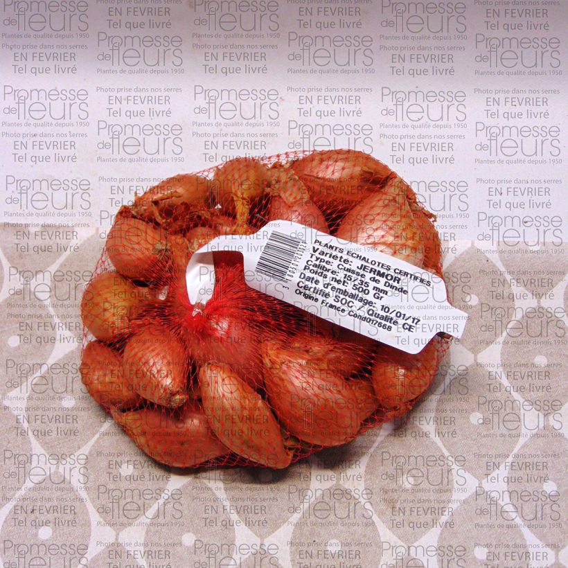 Exemplo de amostra de Echalote Jermor en plants Peça Calibre 15/35 mm tal como entregue