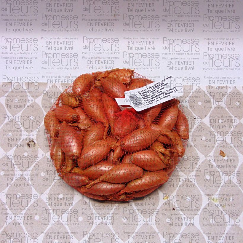 Exemplo de amostra de Echalote Longor - Allium cepa en plants Peça tal como entregue