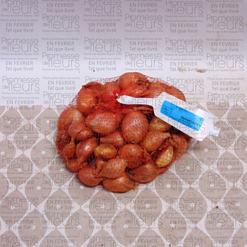 Exemplo de amostra de Echalote Mikor- Allium cepa en plants Peça tal como entregue