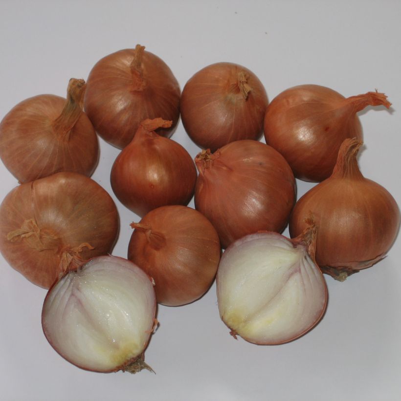 Chalota Vermelha Sun plantas - Allium cepa aggregatum (Colheita)