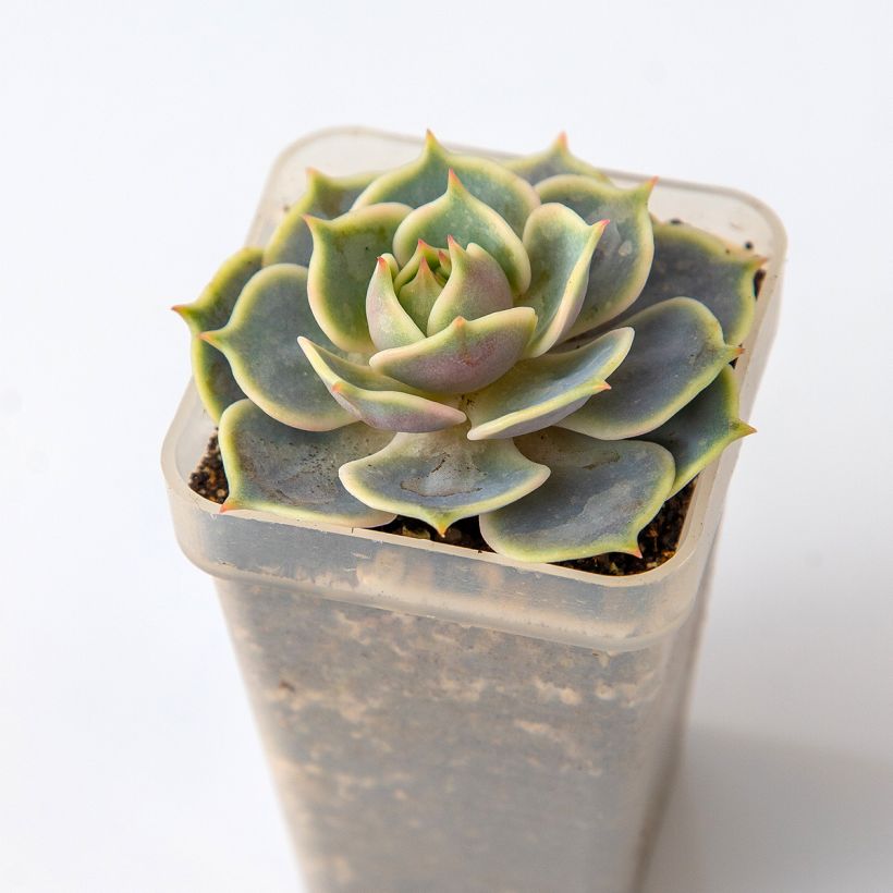 Echeveria Lola (Folhagem)