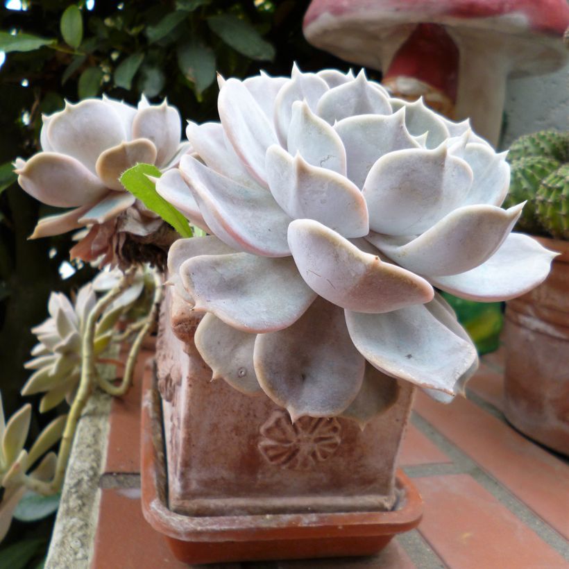 Echeveria Lola (Hábito)