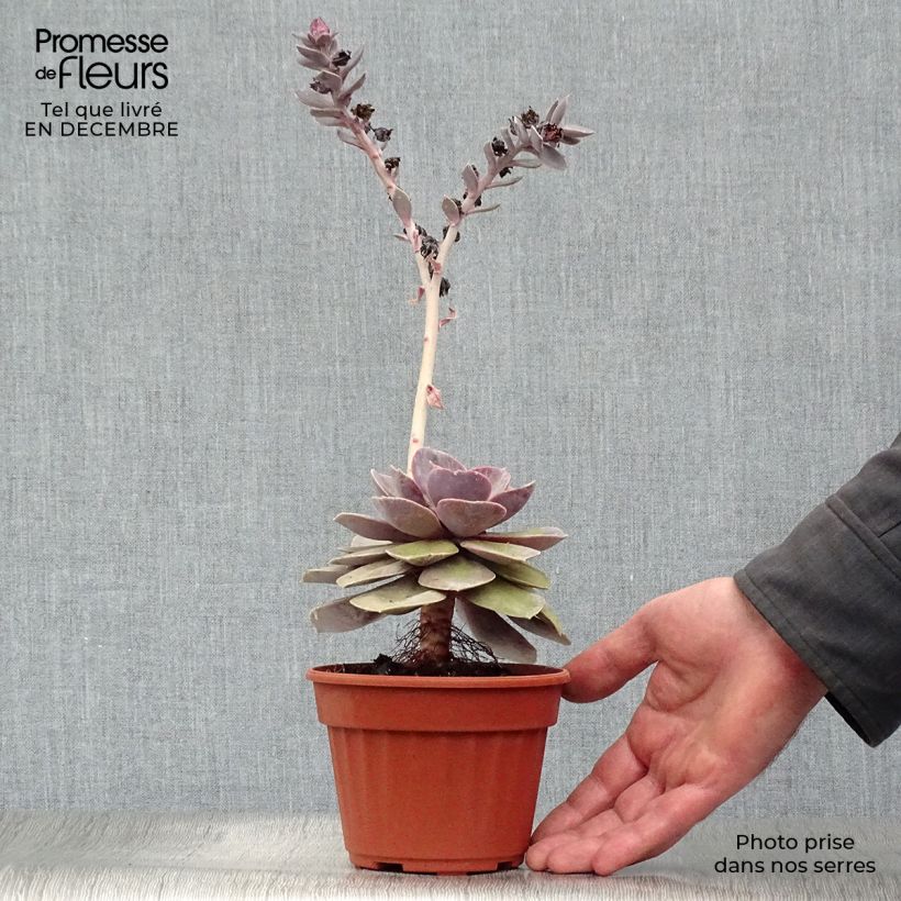 Amostra de Echeveria Perle Von Nürnberg Vaso de 12 cm/13 cm tal como entregue no inverno