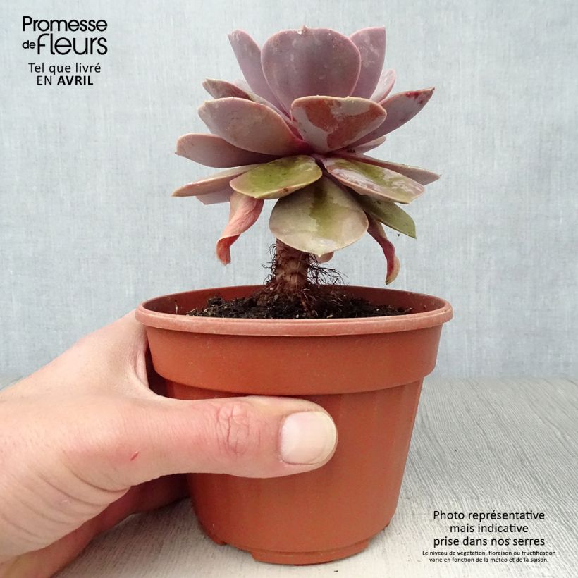 Amostra de Echeveria Perle Von Nürnberg Vaso de 12 cm/13 cm tal como entregue na primavera