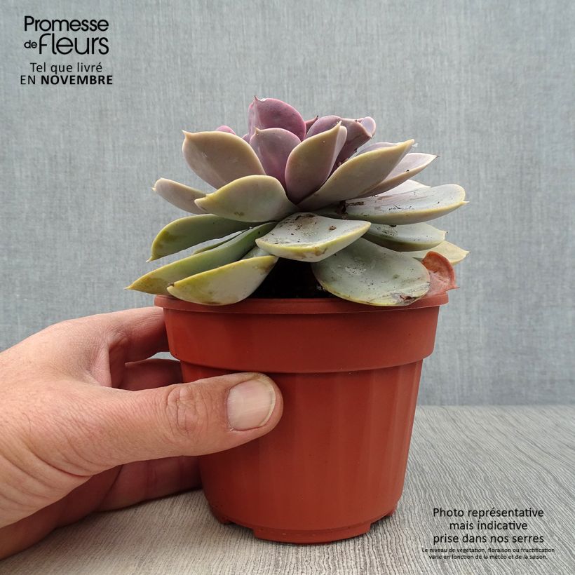 Amostra de Echeveria Perle Von Nürnberg Vaso de 12 cm/13 cm tal como entregue no outono
