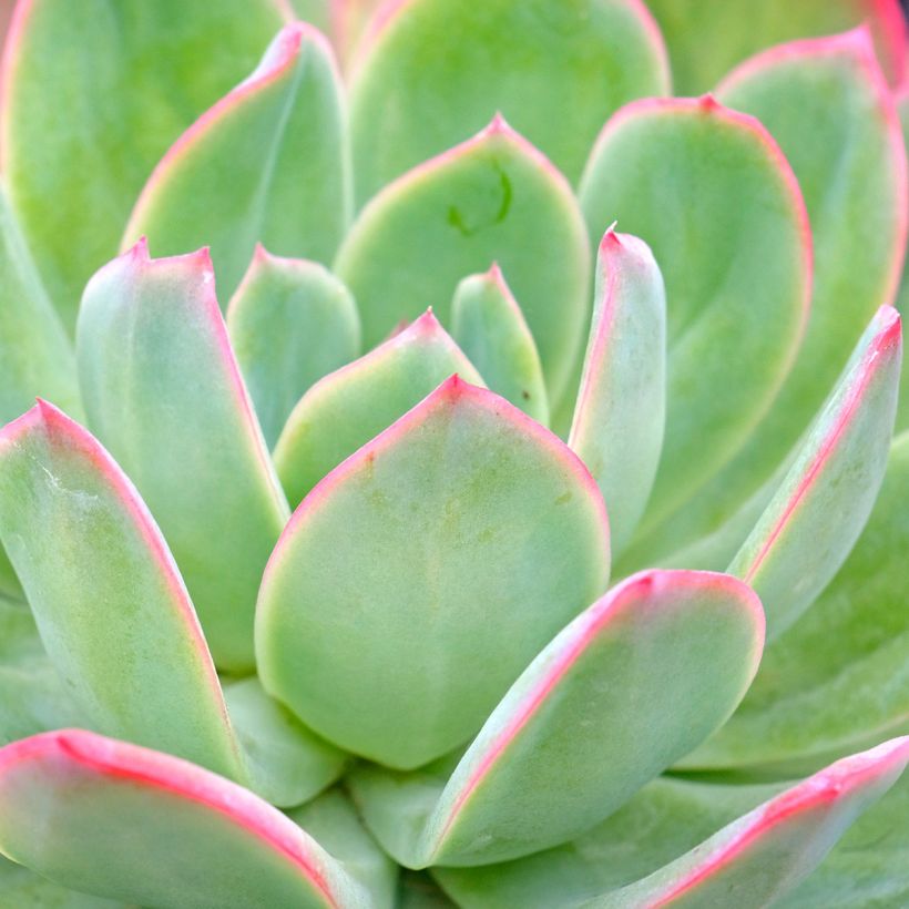 Echeveria Pink Edge (Folhagem)