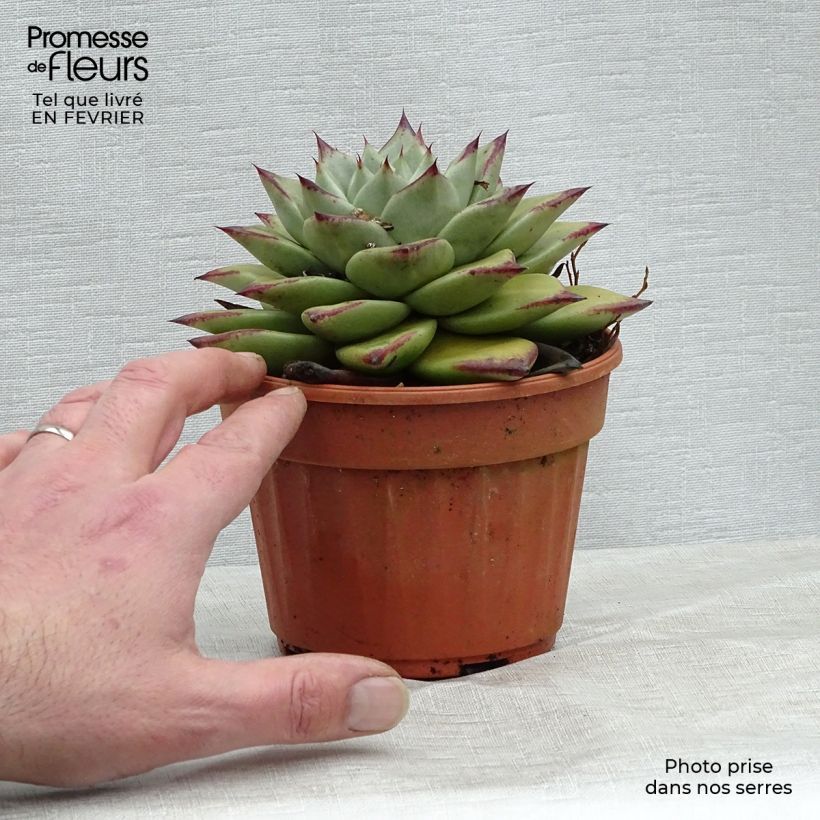 Amostra de Echeveria agavoides Ebony Vaso de 12 cm/13 cm tal como entregue no inverno