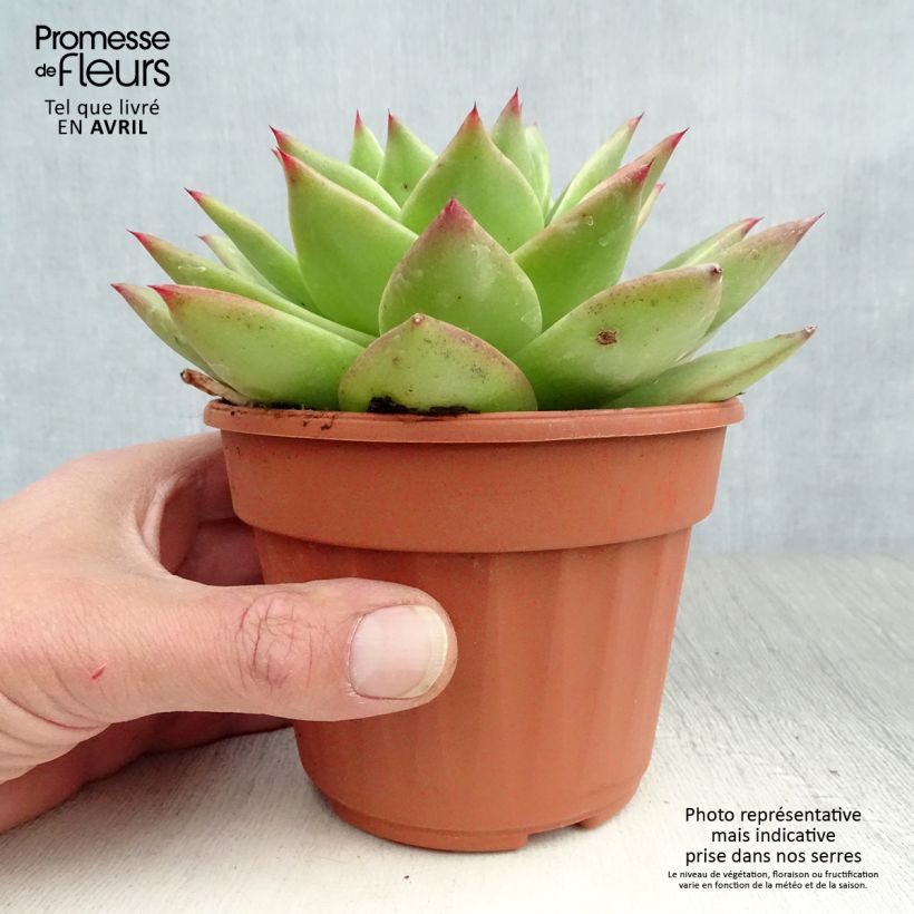 Amostra de Echeveria agavoides Ebony Vaso de 12 cm/13 cm tal como entregue na primavera