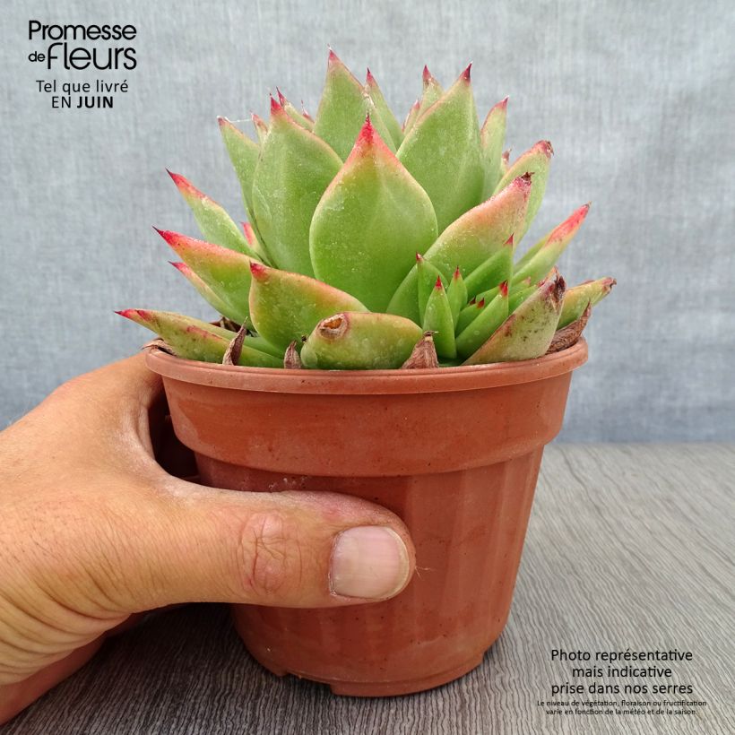 Amostra de Echeveria agavoides Ebony - Echevéria-agave Vaso de 12 cm/13 cm tal como entregue no verão