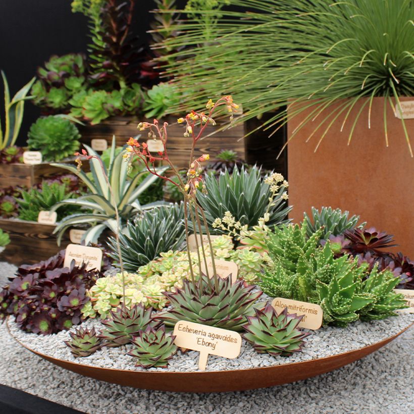 Echeveria agavoides Ebony - Echevéria-agave (Hábito)