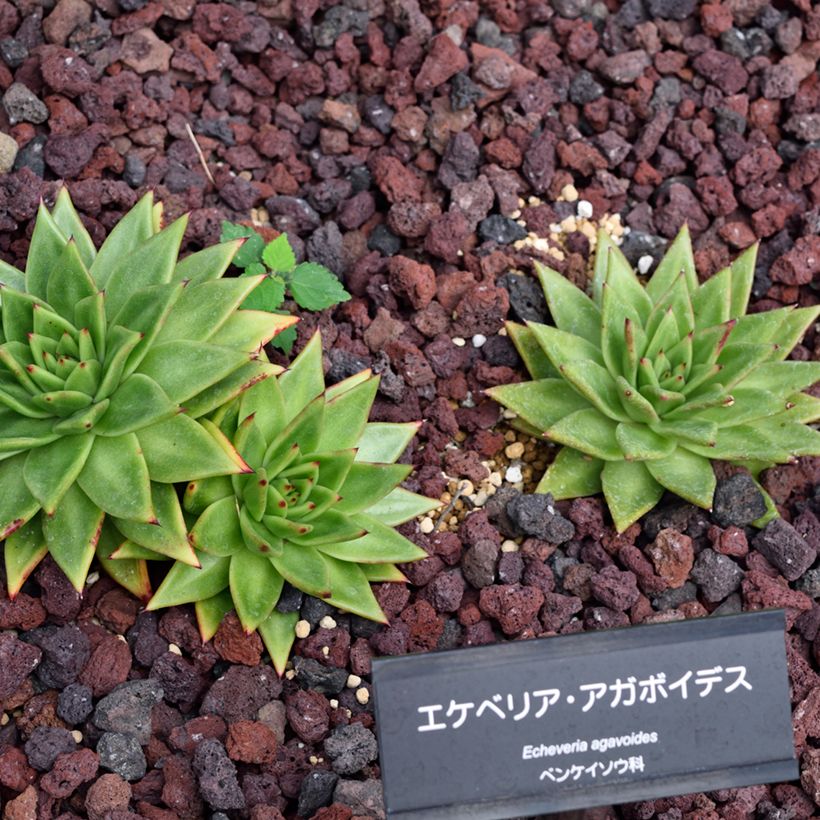 Echeveria agavoides - Rosa-de-pedra (Hábito)