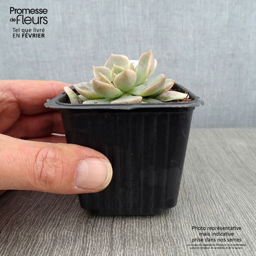 Amostra de Echeveria derenbergii - Echevéria Vaso de 8/9 cm tal como entregue no inverno