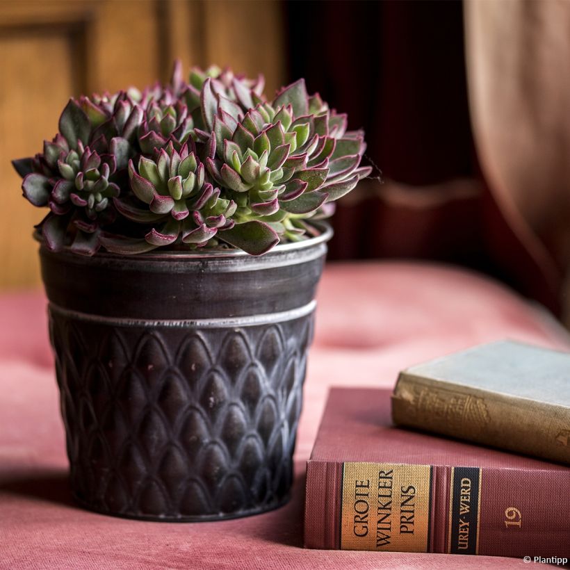 Echeveria Devotion (Hábito)