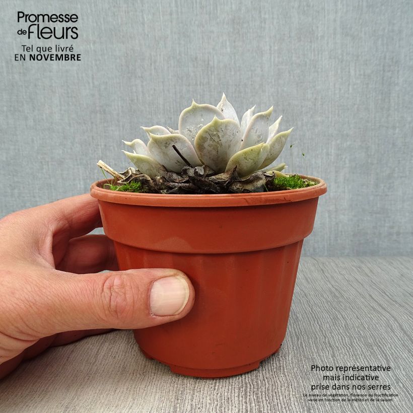 Amostra de Echeveria lilacina - Rosa-de-pedra Vaso de 1,5 L/2 L tal como entregue no outono