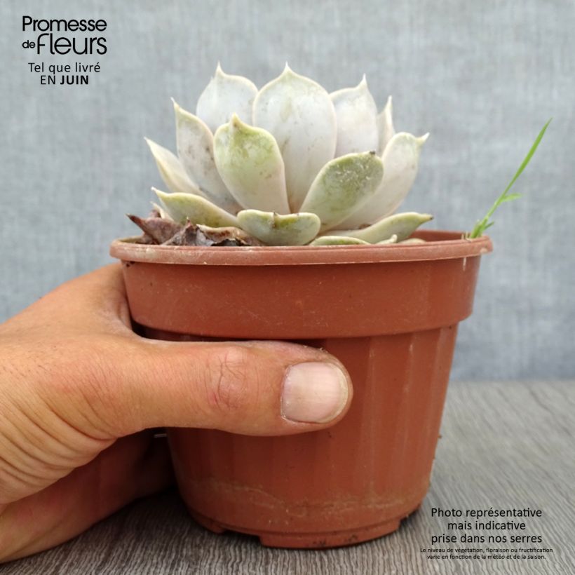 Amostra de Echeveria lilacina Vaso de 1,5 L/2 L tal como entregue no verão