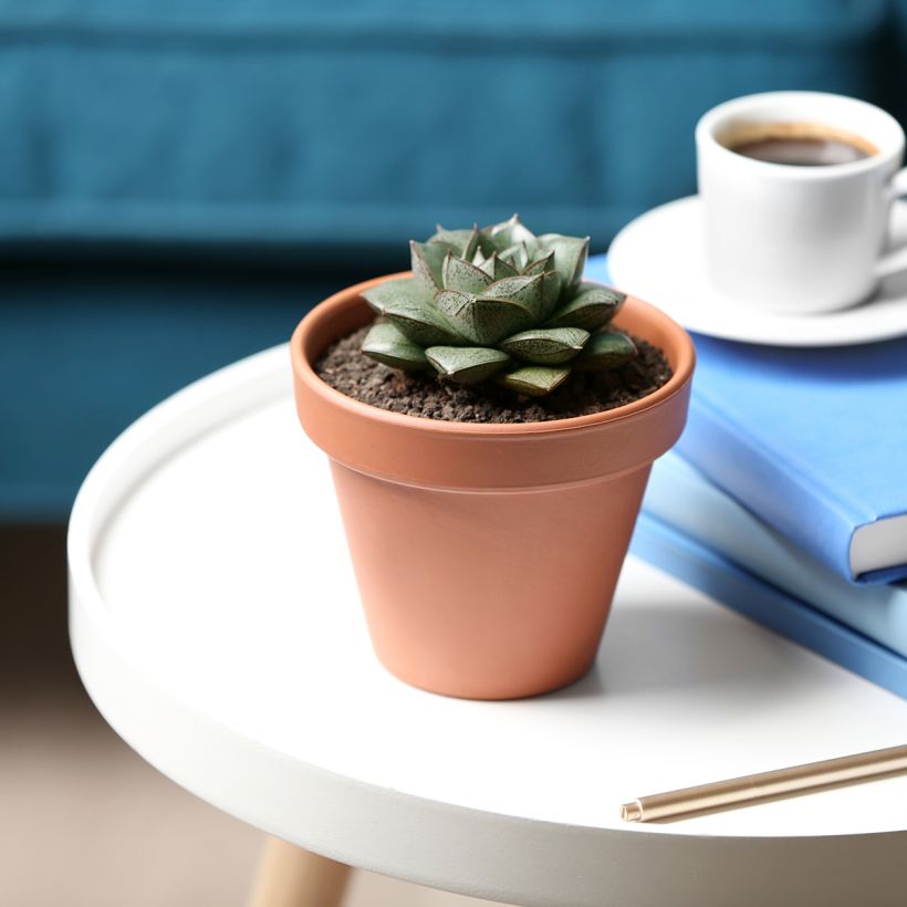 Echeveria purpusiorum (Hábito)