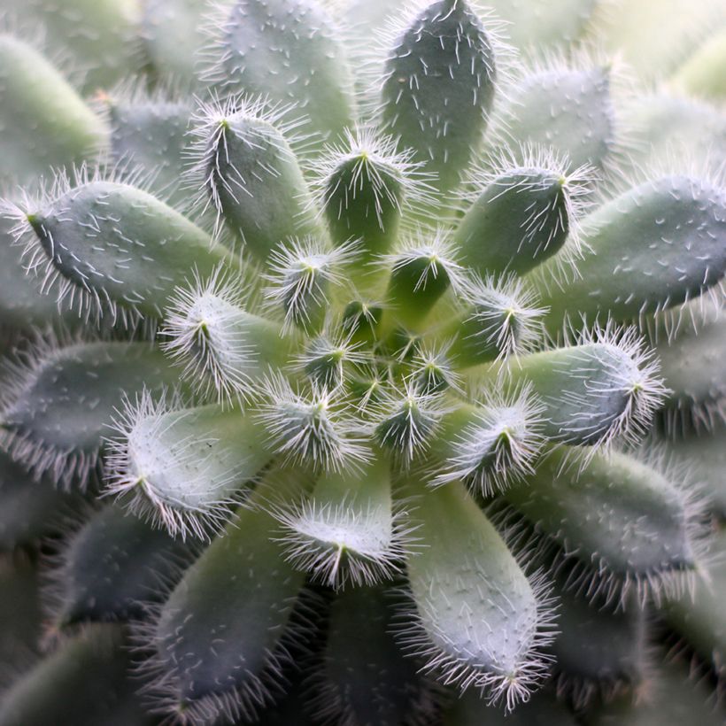 Echeveria setosa - Rosa-de-pedra-cabeluda (Folhagem)
