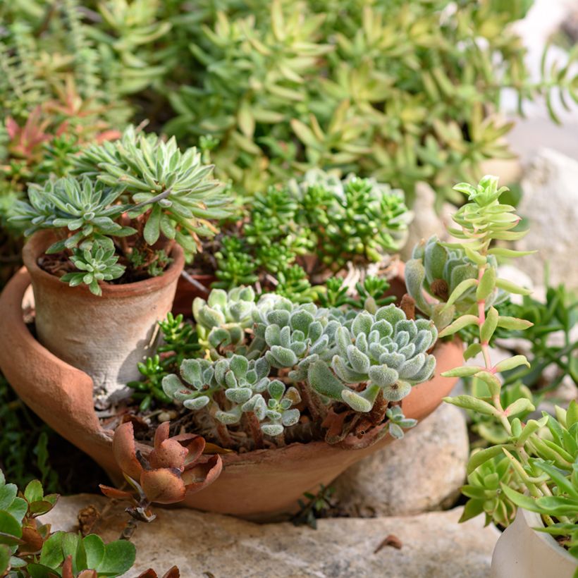 Echeveria setosa - Rosa-de-pedra-cabeluda (Hábito)