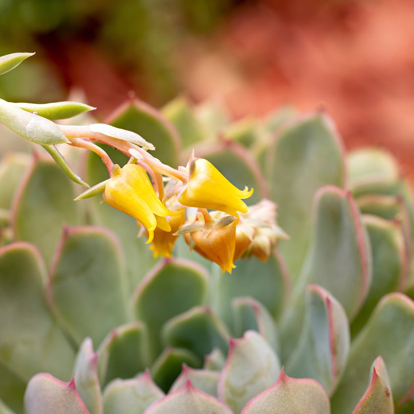Echeveria pulidonis (Floração)
