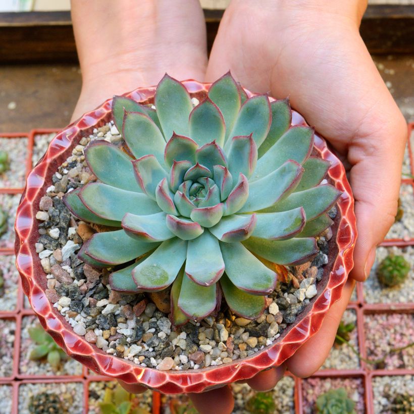 Echeveria pulidonis (Hábito)